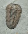 Nice Inch Prone Flexi Trilobite - Indiana #492-1